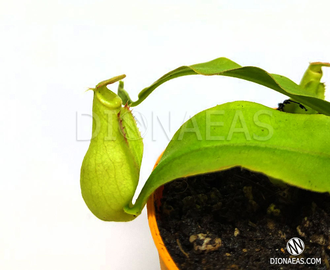 Nepenthes Hybrid Bicalcarata X Mira - Непентес гибридный Бикалкарата Х Мира