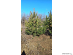 Сосна крымская черная Pínus Pallasiana - фотография саженца в питомнике - красовский-сад.рф