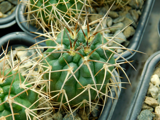 Gymnocalycium rhodantherum VG-223 (D=30-35 mm)