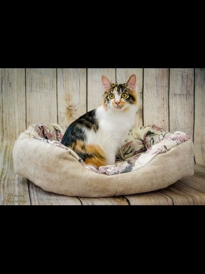 ДИВАН "ЛЮБИМЕЦ" 55х40x14 см