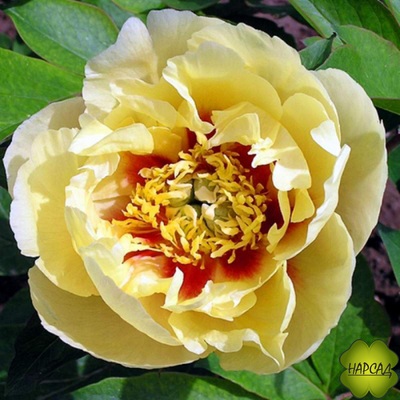 ПИОН ДРЕВОВИДНЫЙ ИТО-ГИБРИД "БОРДЕР ЧАРМ" зимовавший взрослый саженец