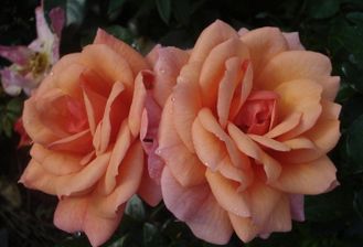 Априкола (Aprikola), роза С3,10-20 (корнесобственная)