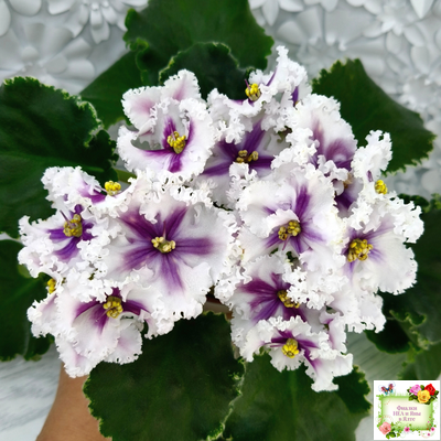 МТ-Сладкая Фантазия химерный спорт