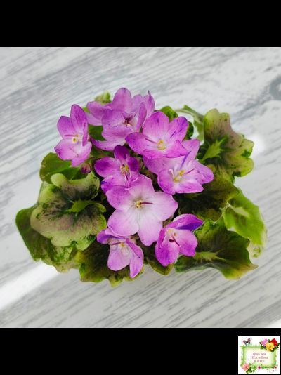 АВ-Почемучка (Фиалковод) 2020 г. (гёрл-листья с кроновой пестролистностью)