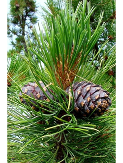 Сосна сибирская кедровая (кедр сибирский)