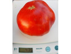 Томат Олимпийский огонь