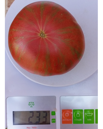 Томат Козула 127
