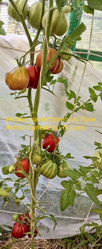 Томат Антико Канестрино из Лукки (Antico Canestrino di Lucca), Италия