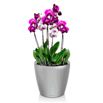 Орхидея Фаленопсис + CLASSICO LS 21