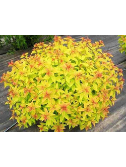 спирея "голден карпет"