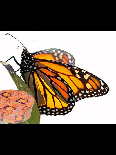 Салют из 7 бабочек яркий микс . от 7 до 16 см.