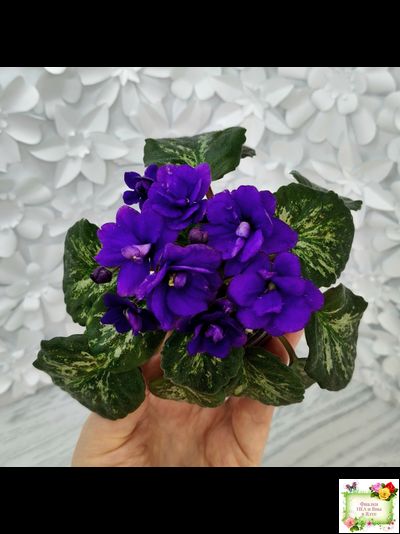 Sterling Trinket (E. Champion) (лист посажен 30.01.26)