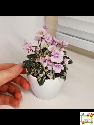 Precious Pixie (S.Sorano)