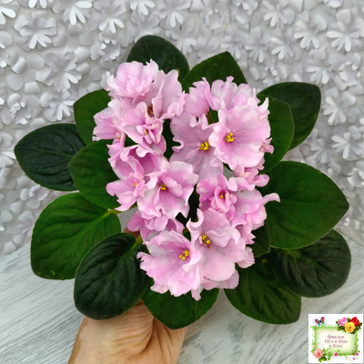 Hunter's Vertigo (K. Muzalewski)