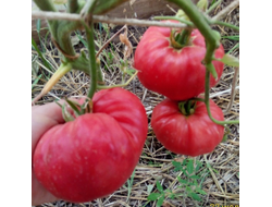 Томат Дакоста португальская (DaCosta's Portuguese)