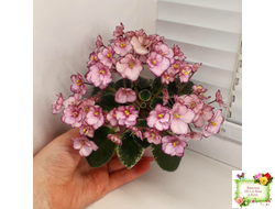 Н-Четыре Сезона (Н. Бердникова) 2015