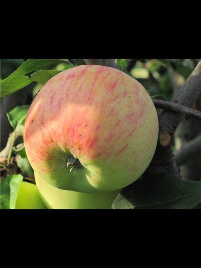 Поливитаминное (яблоня)