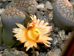 Lithops verruculosa v.glabra (Чехия) - 10 семян