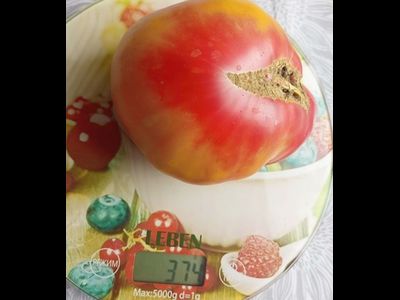 Томат Медовое авеню (Honey avenue)