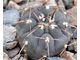 Gymnocalycium vatteri  “monospinum” (D=20-25мм)