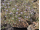 Зизифора пахучковидная (Ziziphora clinopodioides) Иран, 5 мл - 100% натуральное эфирное масло