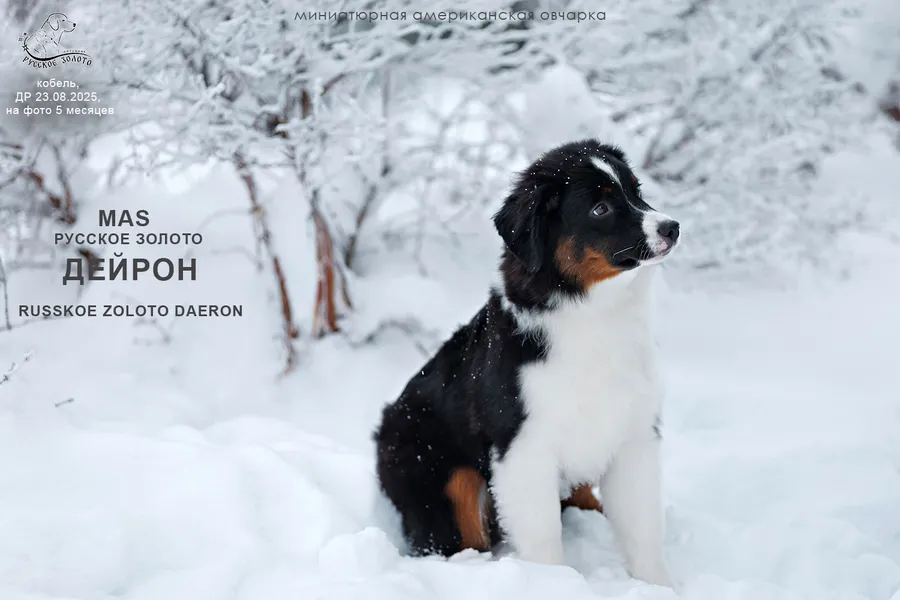 РЗ Дейрон, кобель, на фото 5 мес.
