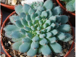 Echeveria Rundelli