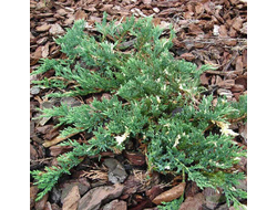 Можжевельник горизонтальный Вилла Мария (Juniperus horizontalis Villa Marie), 2,0 л