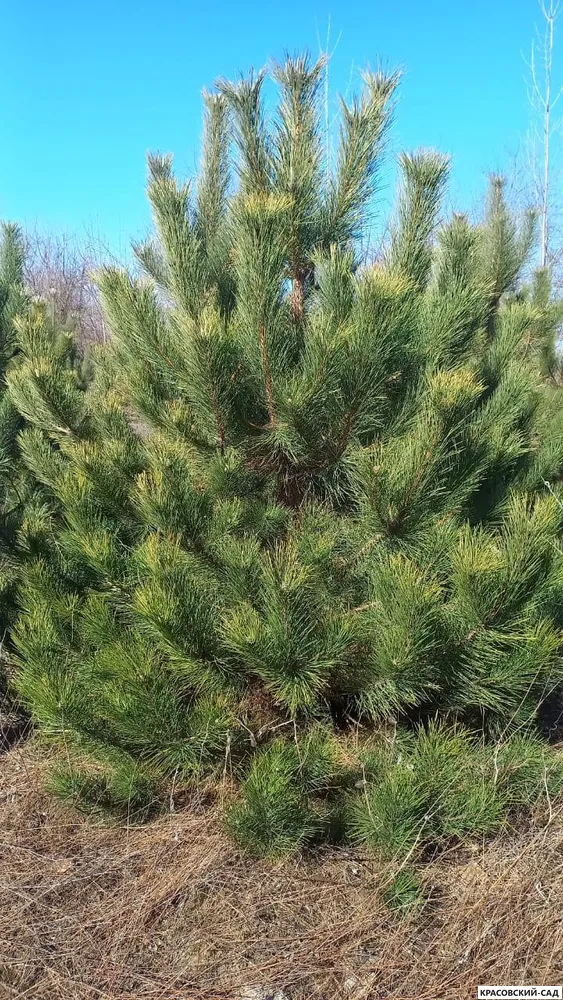 Сосна крымская Черная (Pinus nigra) – фото сосны с красивой хвоей - красовский-сад.рф