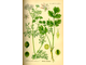 Кориандр (Coriandrum sativum) Россия, семена (5 мл) - 100% натуральное эфирное масло