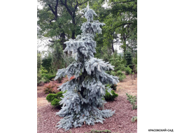 Ель Глаука Пендула - Glauca Pendula