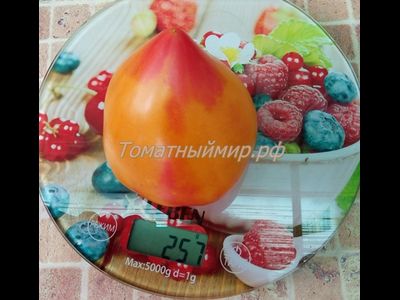 Томат Полуночное солнце (Midnight Sun)