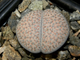 Lithops fulviceps v.lactinea C222 (MG) - 10 семян