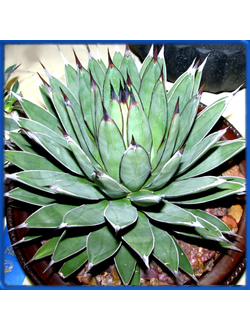 Agave macroacantha