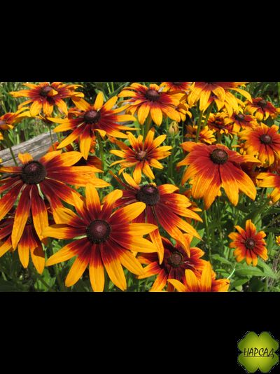 Рудбекия "Янтарь"