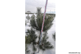 Сосна крымская черная - фото зимой 2 - красовский-сад.рф