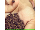 Перец сычуаньский/непальский (Zanthoxylum armatum) 5 мл - 100% натуральное эфирное масло