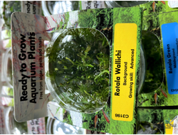 Ротала валлиха (меристемная) Сингапур