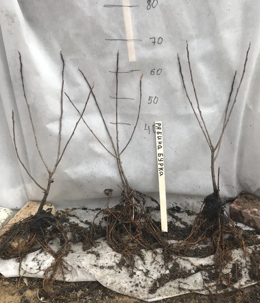 Двулетний саженец рябины красной "Бурка".
