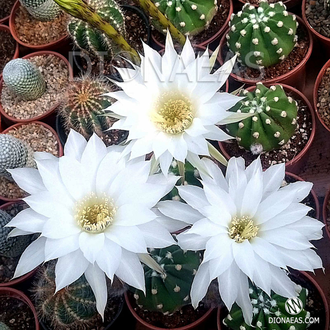 Echinopsis Subdenudata