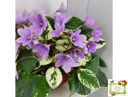 ЛЕ-Эрика (Е. Лебецкая) трейлер