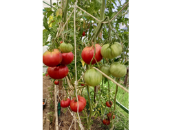 Томат Лидия Боровая