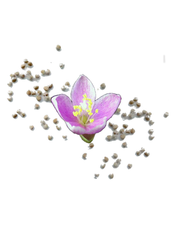 Семена суккулентов