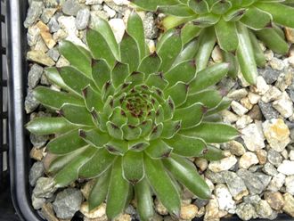 Sempervivum 'FALCONETTY'- розетка