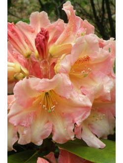 Рододендрон Flautando