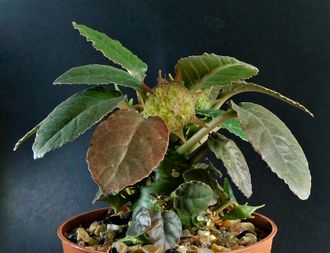 Dorstenia foetida - 5 семян