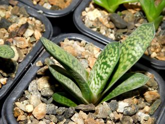 Gasteria disticha (D=30мм)