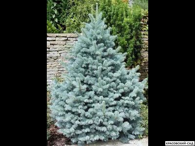 Ель колючая Аризона Кейбаб