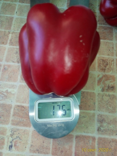 Перец сладкий Большая Берта (Big Bertha)