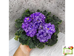 АВ-Озерная Фея (Фиалковод) 2017 г.